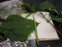 Catalpa bignonioides image