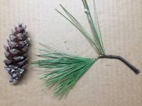 Pinus strobus image