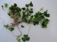 Oxalis corniculata image