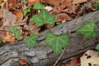 Hedera helix image