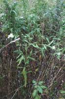 Boltonia asteroides image