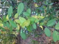 Ligustrum obtusifolium image