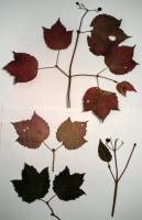 Viburnum acerifolium image