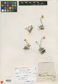 Antennaria rosea ssp. pulvinata image