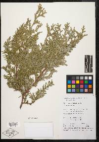 Image of Thuja koraiensis