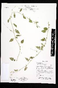 Solanum catilliflorum image