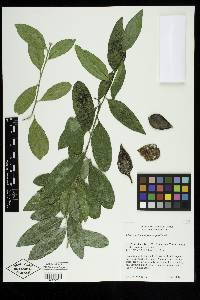Image of Solanum conocarpum