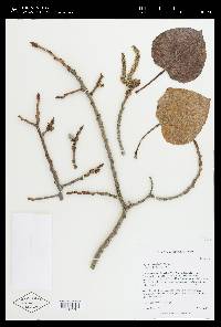 Populus tremuloides image