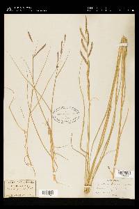 Spartina patens image