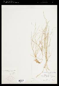 Carex brunnescens image