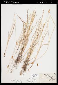 Carex oronensis image