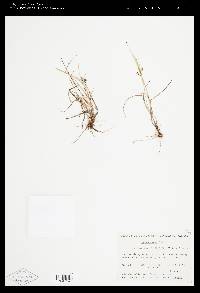 Carex aurea image