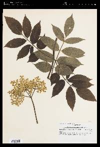 Sambucus nigra ssp. canadensis image