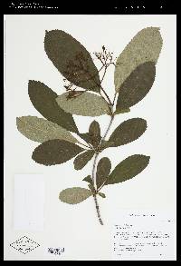 Viburnum sieboldii image