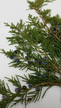 Juniperus virginiana image