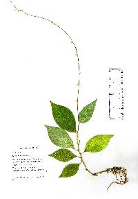 Polygonum virginianum image