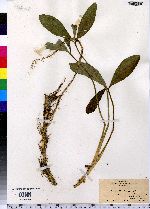 Menyanthes trifoliata image