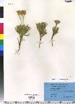 Lycopodium tristachyum image