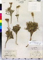 Lycopodium tristachyum image