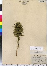 Lycopodium hickeyi image