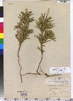 Lycopodium hickeyi image