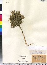 Lycopodium obscurum image