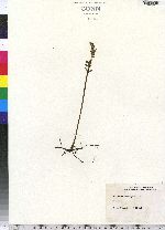 Botrychium matricariifolium image