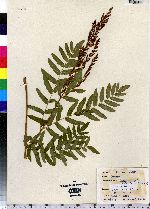 Osmunda regalis image