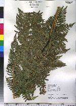 Pteridium aquilinum image