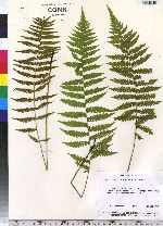 Thelypteris simulata image