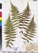 Thelypteris simulata image