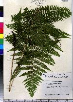 Athyrium filix-femina image