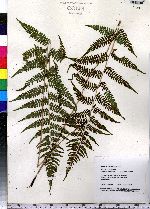 Athyrium filix-femina image