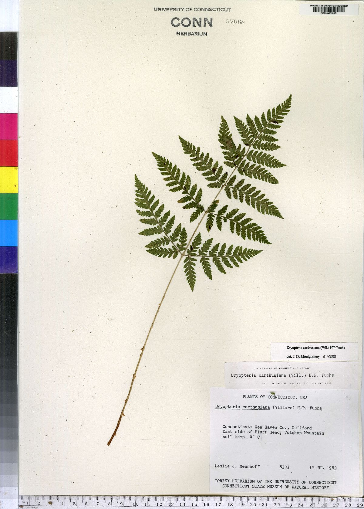 Dryopteris carthusiana image