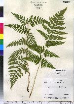 Dryopteris carthusiana image