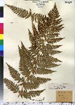 Dryopteris marginalis image