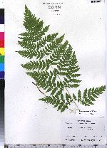 Dryopteris carthusiana image