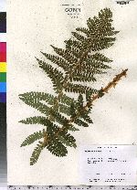 Polystichum braunii image