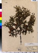 Thuja occidentalis image