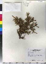 Picea abies image