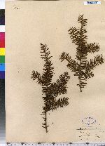 Taxus canadensis image