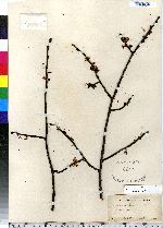 Ulmus americana image