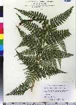 Dryopteris intermedia image