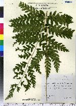 Dryopteris marginalis image