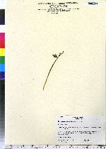 Botrychium lanceolatum image