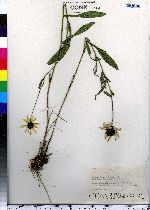 Rudbeckia hirta image