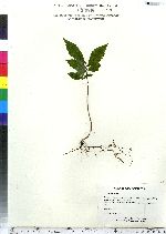 Ulmus americana image