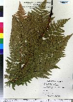 Pteridium aquilinum image