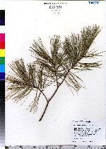 Pinus strobus image