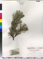 Pinus sylvestris image